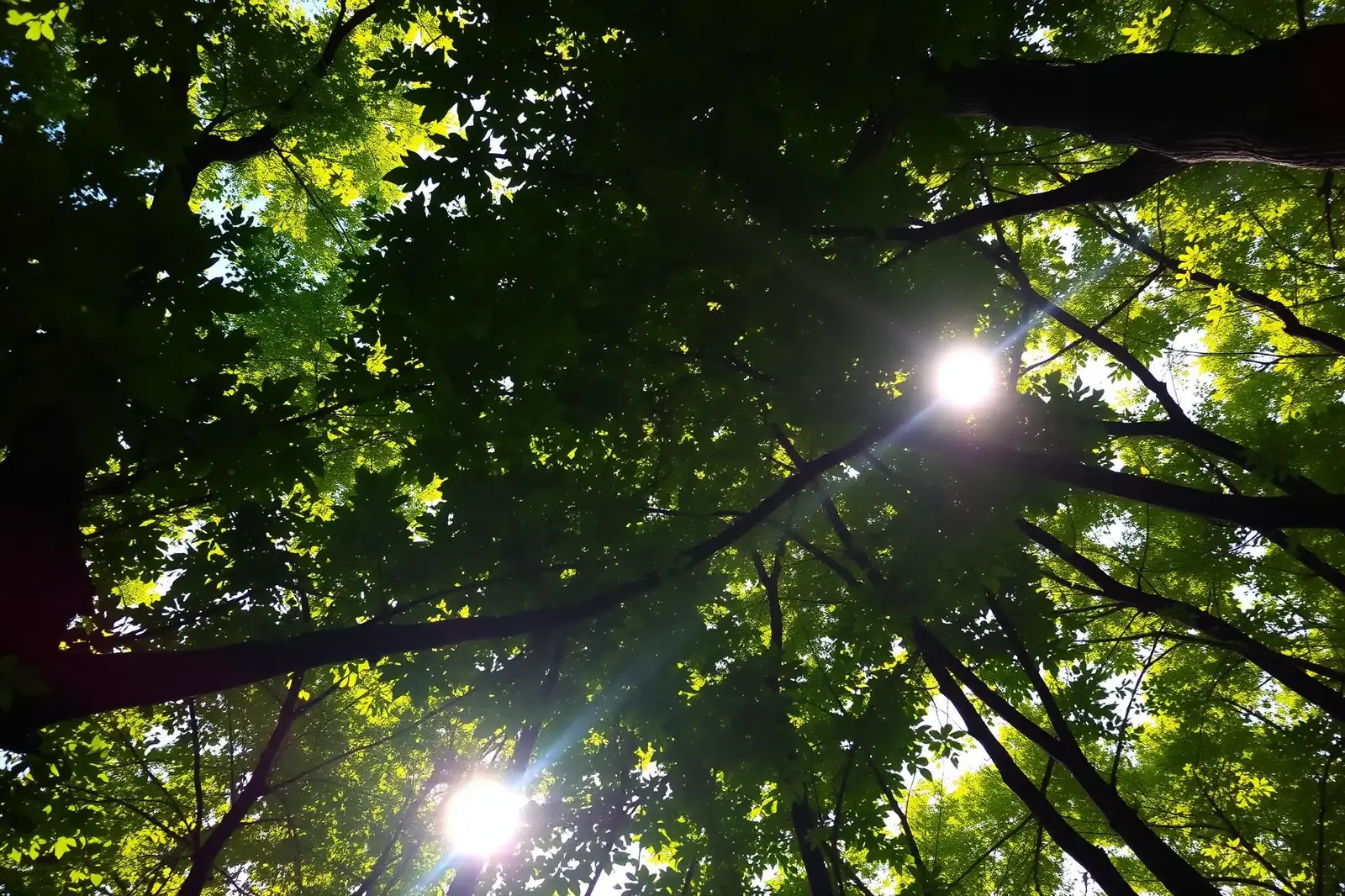 Sunlight through a forest canopy