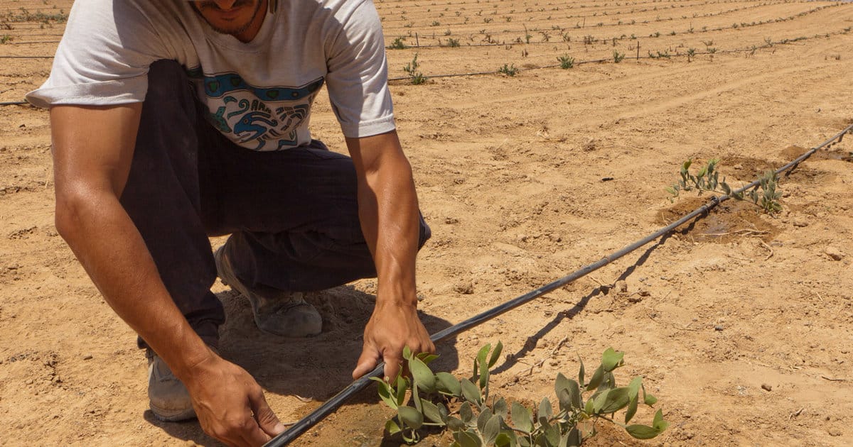 Farmer installing drip irrigation in arid farmland